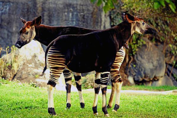 Okapi (commons.wikimedia.org/Grace Tshiyonga)