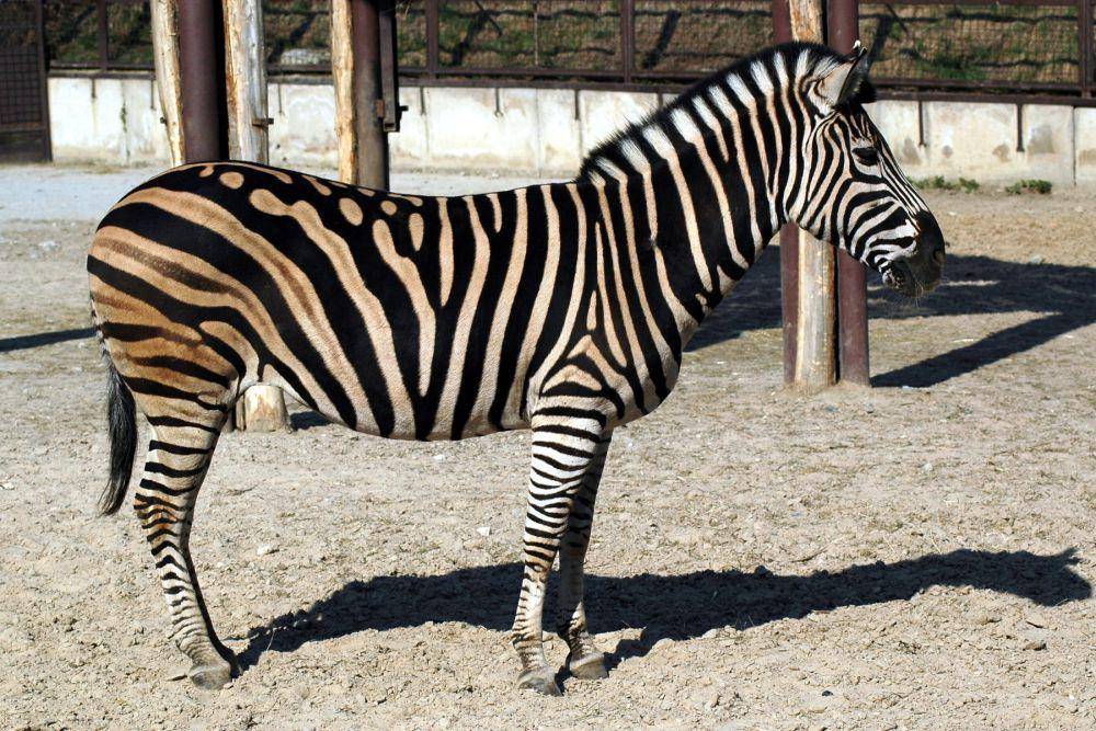 Zebra (commons.wikimedia.org/Stano Novak)