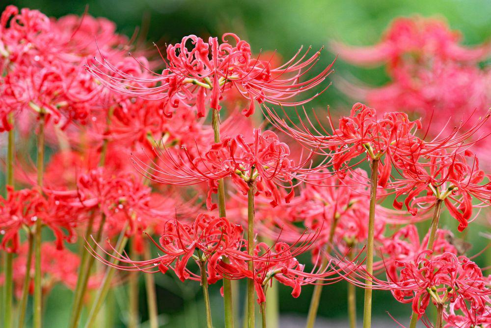 4 Tips Mudah Menanam dan Merawat Red Spider Lily di Kebunmu