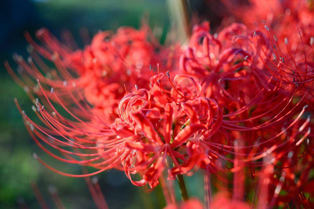 bunga red spider lily (pixabay.com/shell_ghostcage)