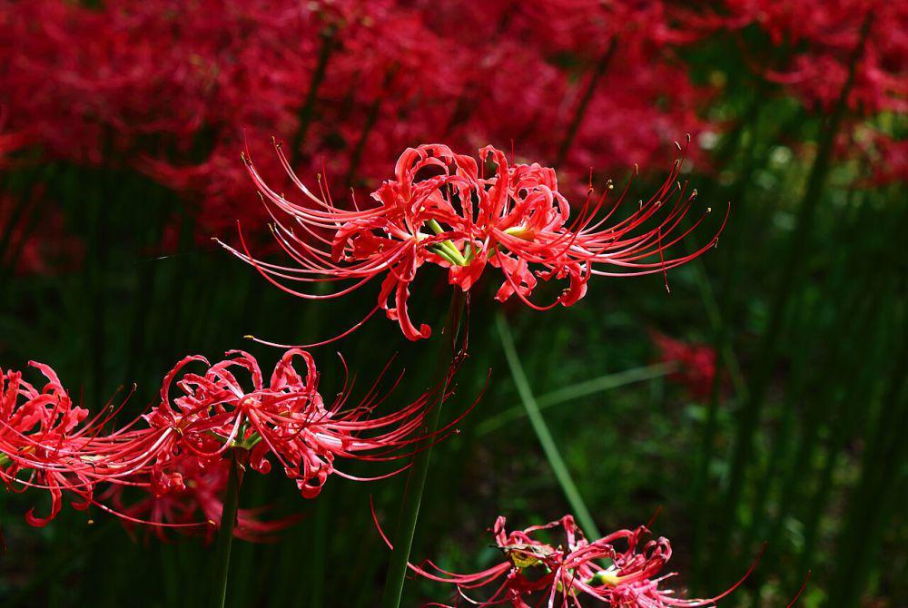 5 Fakta Unik Red Spider Lily atau Higanbana, Identik dengan Kematian