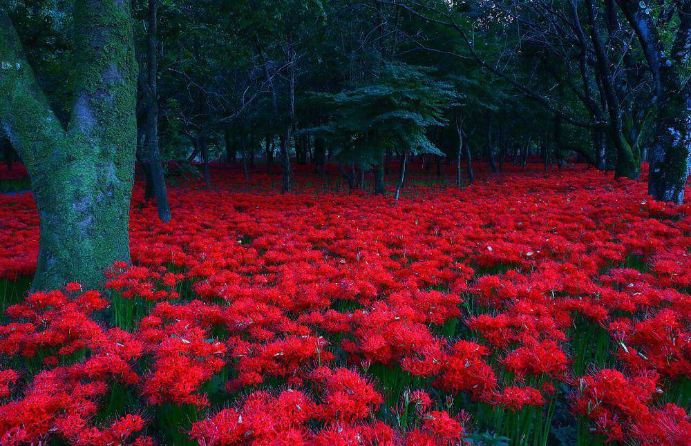 bunga red spider lily (commons.wikimedia.org/Kakidai)