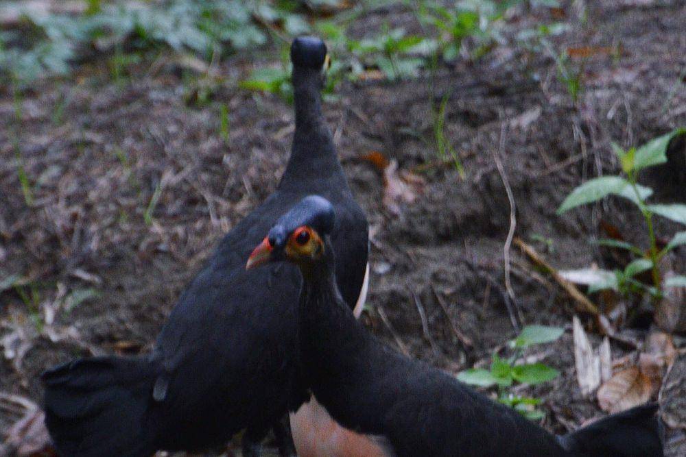 Burung maleo (commons.wikimedia.org/Ariefrahman)