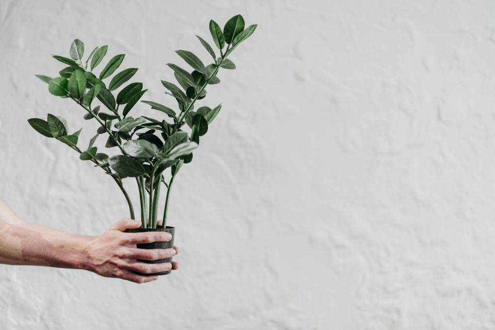 ilustrasi tanaman ZZ plant (pexels.com/ROCKETMANN TEAM)