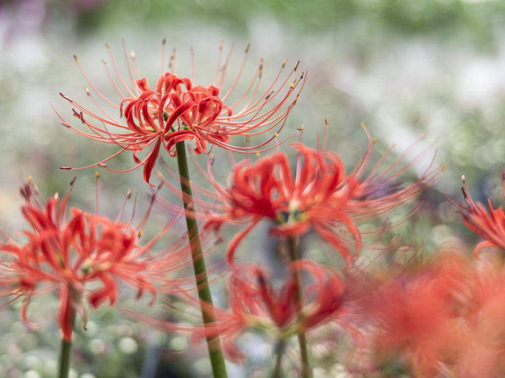 bunga red spider lily (pixabay.com/김경복)