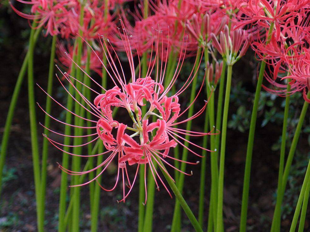 bunga red spider lily (commons.wikimedia.org/Guilhem Vellut)