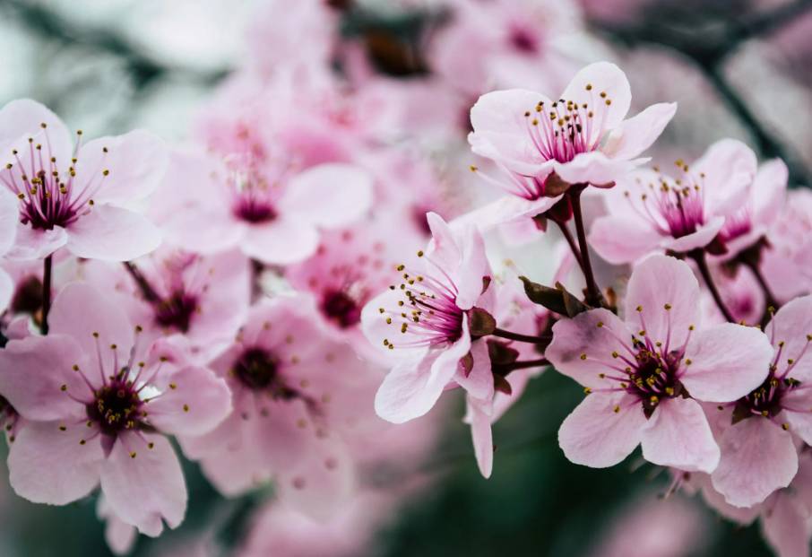 ilustrasi bunga sakura (pexels.com/Brett Sayles)