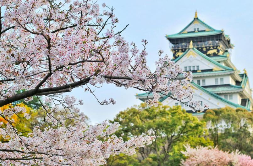 5 Fakta Bunga Sakura dan Hubungannya dengan Budaya Jepang