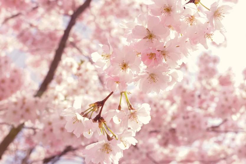ilustrasi bunga sakura (pexels.com/Susanne Jutzeler, suju-foto)