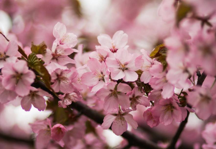 ilustrasi bunga sakura (pexels.com/Kristina Paukshtite)