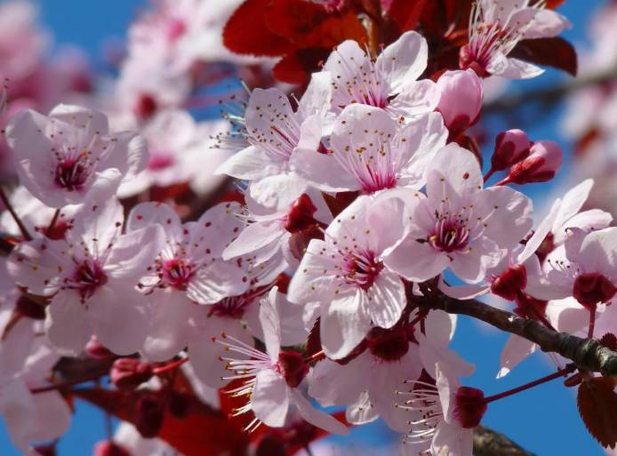 ilustrasi bunga sakura (pexels.com/Pixabay)