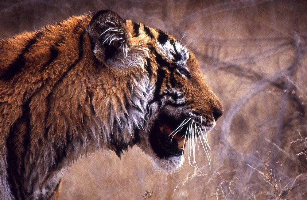 5 Kucing Besar Paling Berbahaya, Mampu Menyerang Manusia dengan Ganas