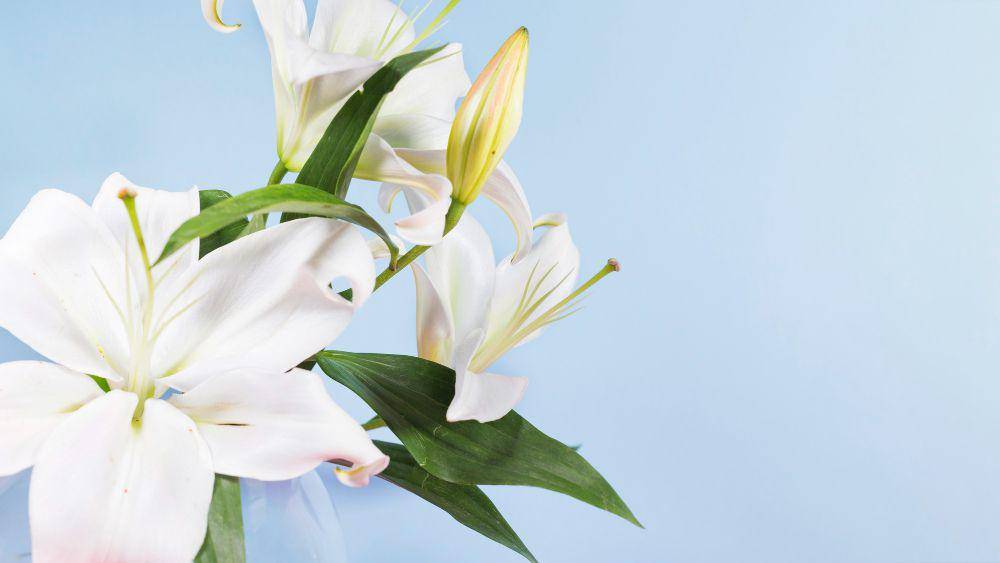ilustrasi tanaman peace lily (freepik.com/freepik)