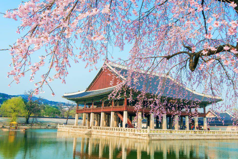 potret bunga sakura di Gyeongbokgung Palace (freepik.com/tawatchai07)