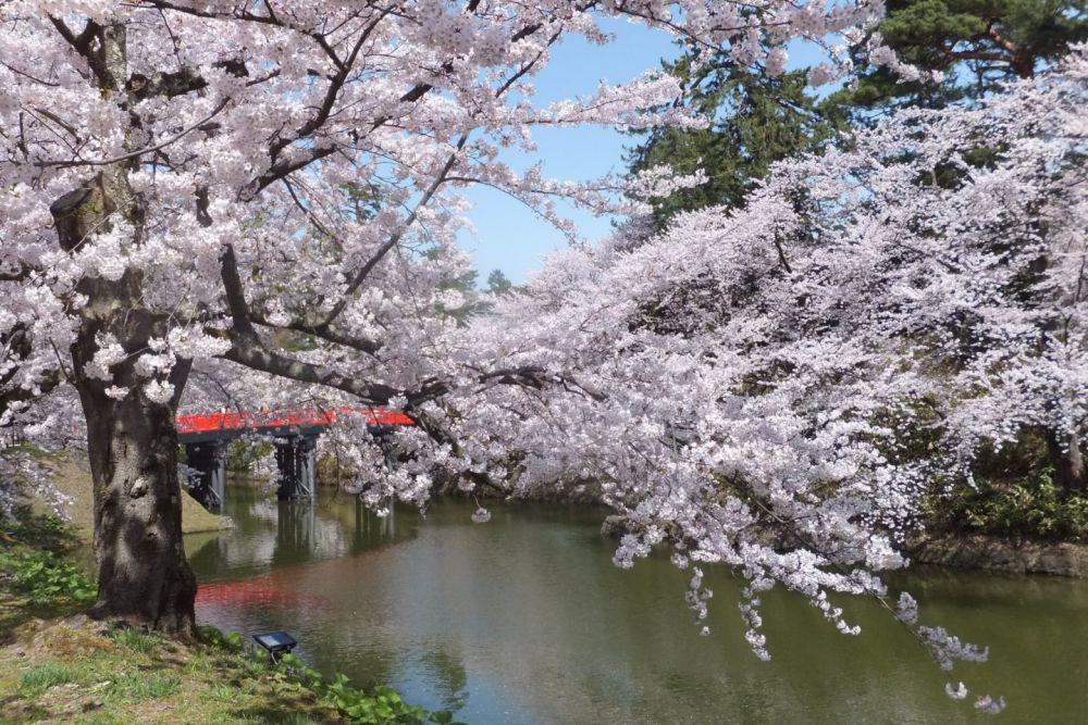 Jangan Terlewat, Ini 8 Jadwal Festival Musim Semi di Jepang 2025!