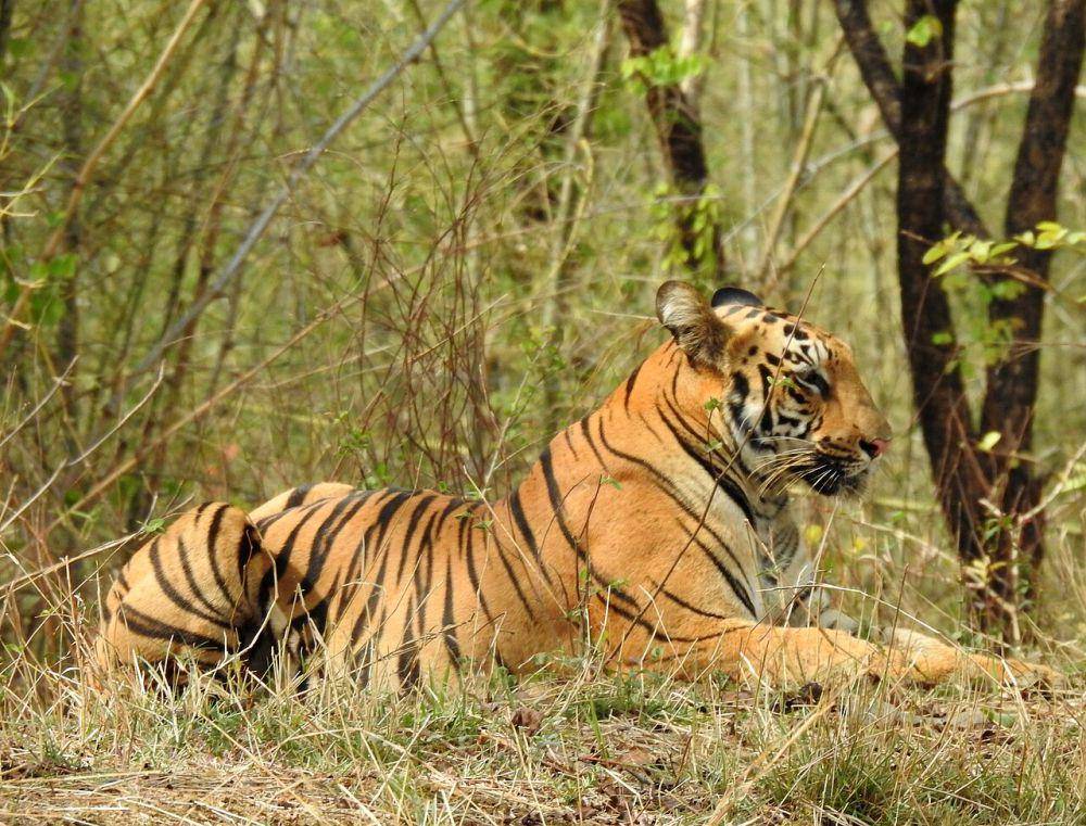 Harimau (commons.wikimedia.org/Dr. Raju Kasambe)