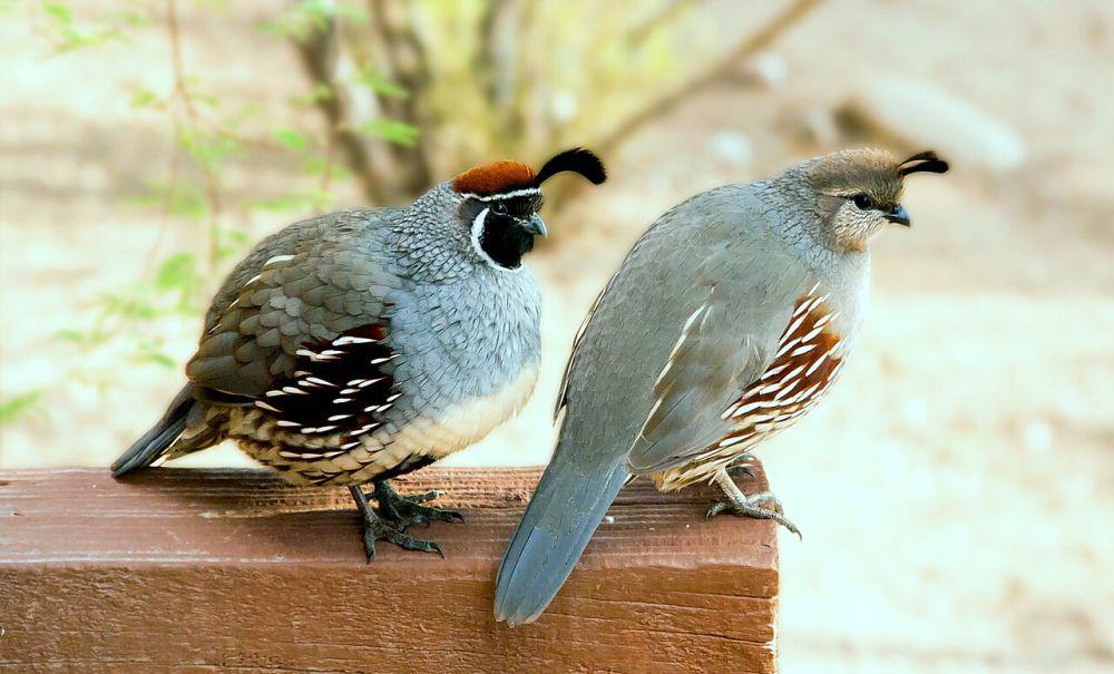 4 Burung Puyuh Berjambul dari Genus Callipepla yang Menggemaskan