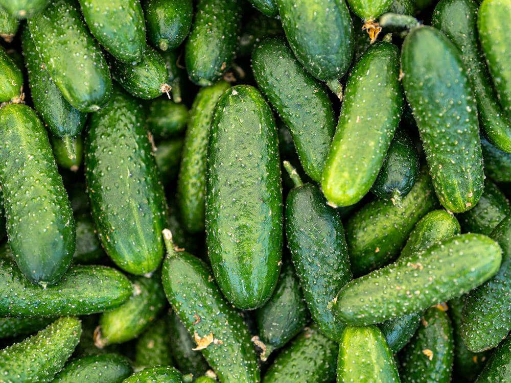 potret timun yang ditumpuk bersama (pexels.com/Ömer Furkan Yakar)