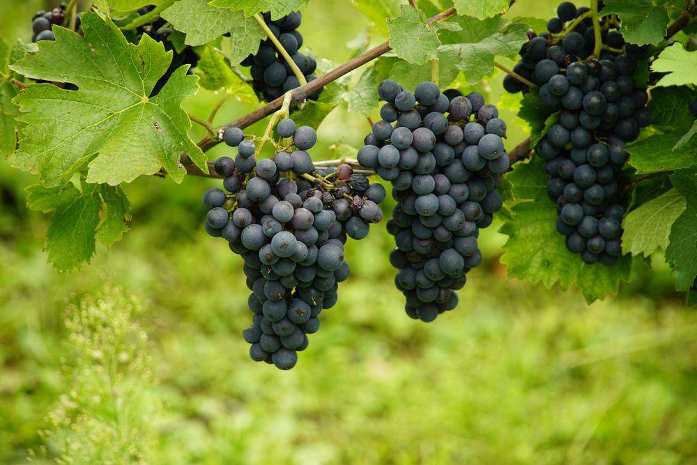 Anggur (pixabay.com/jhenning)
