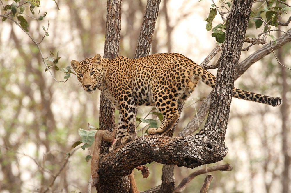 Macan tutul (commons.wikimedia.org/David V Raju)