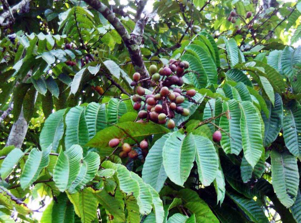 Hari Bumi, Kemenag Ajak Warga Lomba Tanam Pohon Matoa