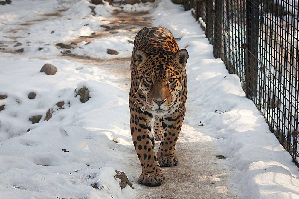 Jaguar (commons.wikimedia.org/Leszek Leszczynski)