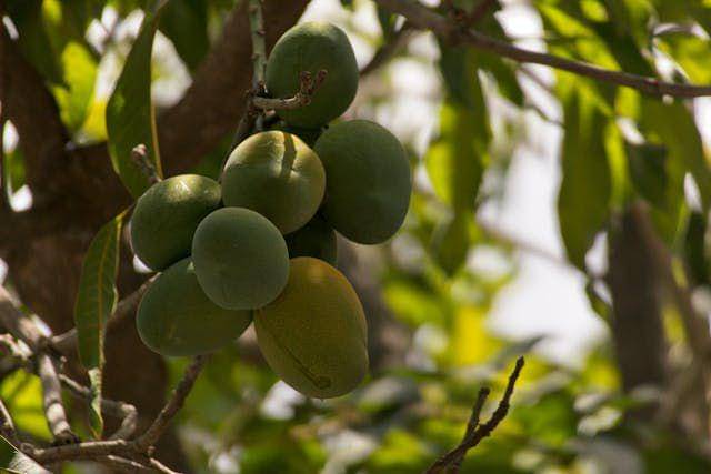 ilustrasi buah mangga (pexels.com/armando)
