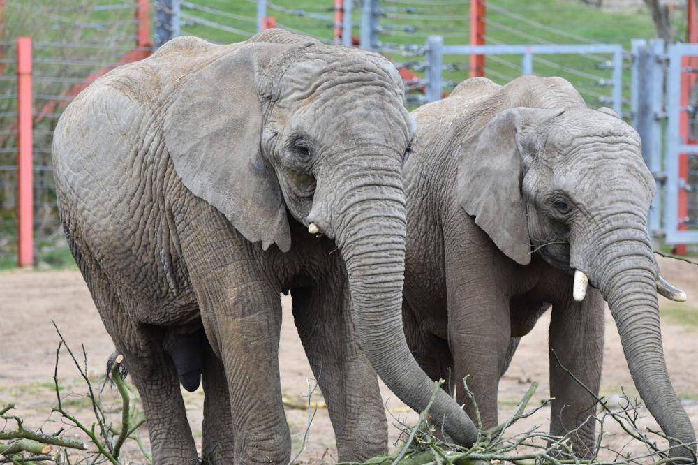 gajah, hewan yang suka memakan jeruk (pexels.com/Wayne Jackson)