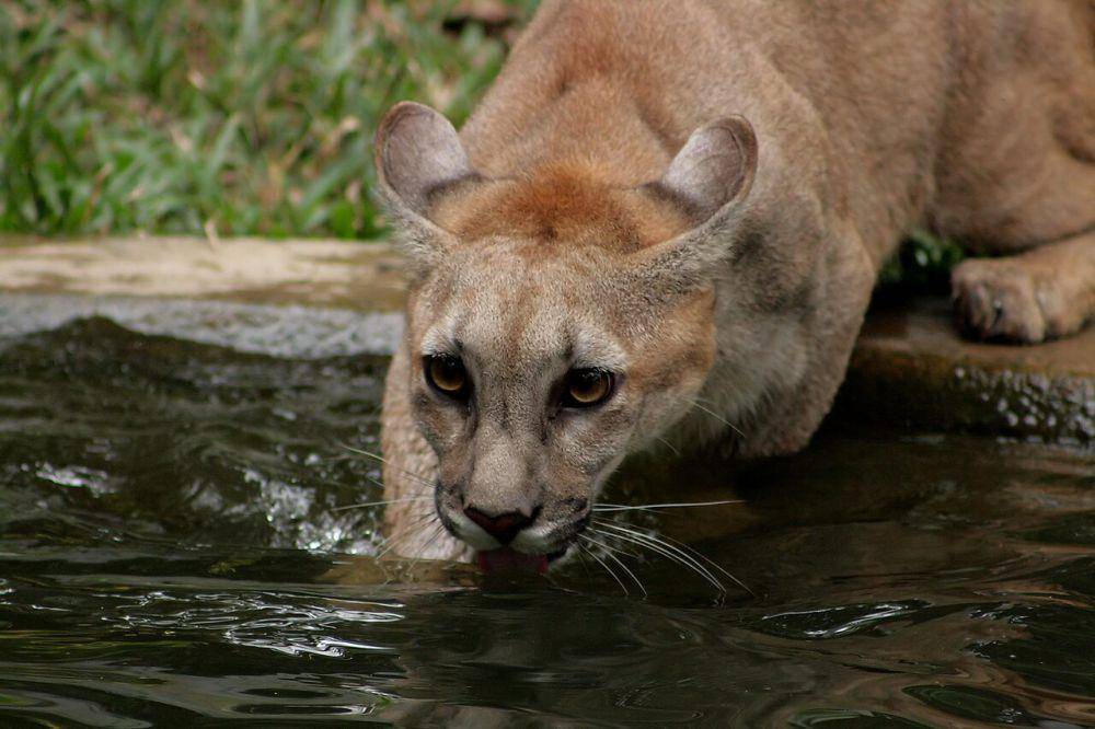 Puma (commons.wikimedia.org/Phalinn Ooi)