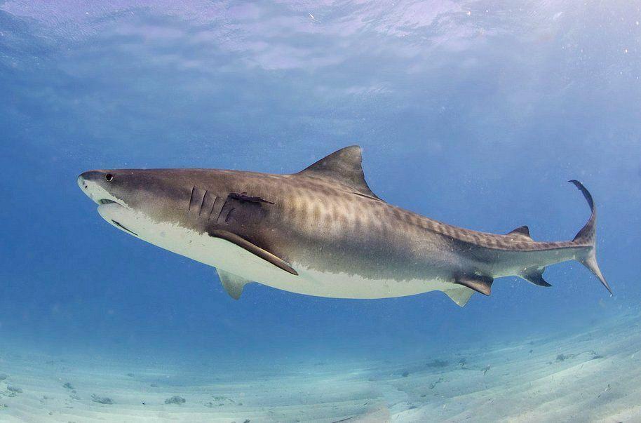 5 Hiu Predator Terbesar di Dunia, Mampu Memburu Semua Hewan di Laut!
