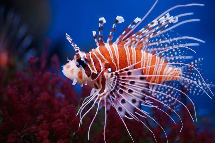 4 Ikan Paling Berbahaya Jika Dikonsumsi Manusia