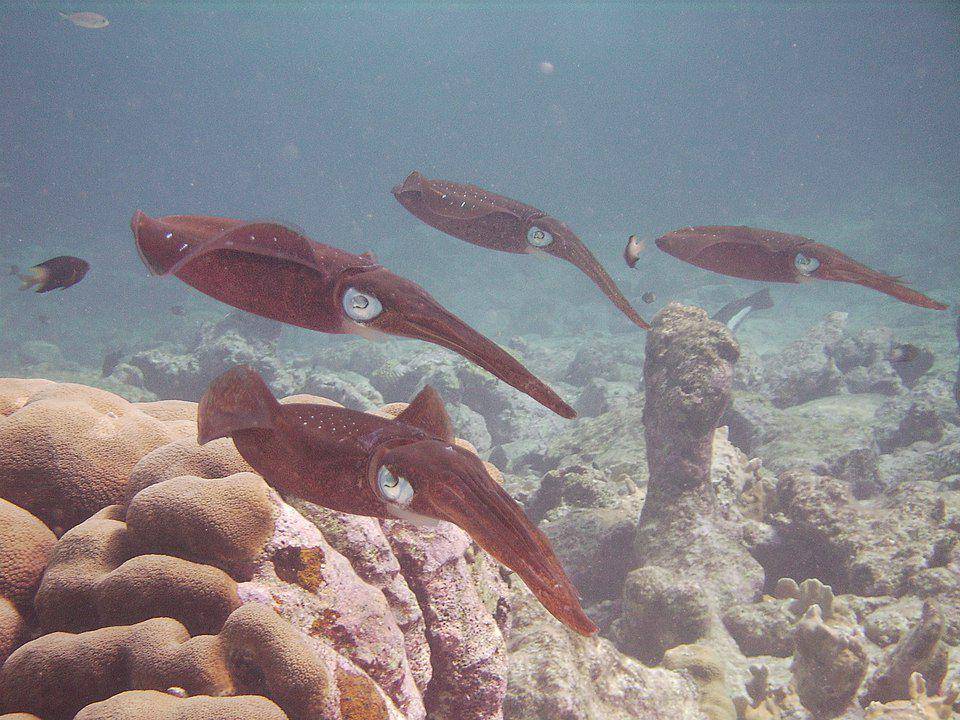 sekelompok cumi-cumi karang karibia sedang bergerak bersama (commons.wikimedia.org/Wolljuergen)