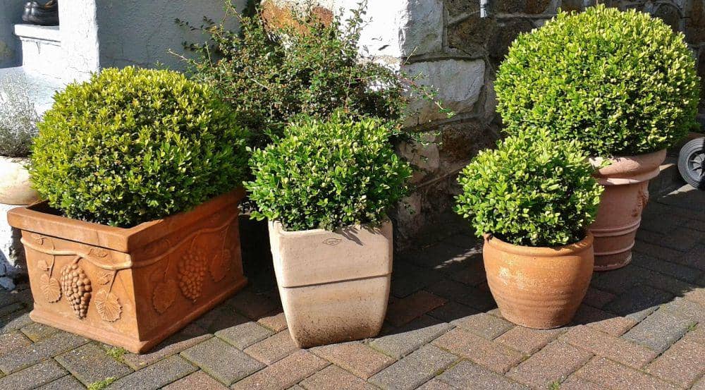 ilustrasi tanaman buxus
