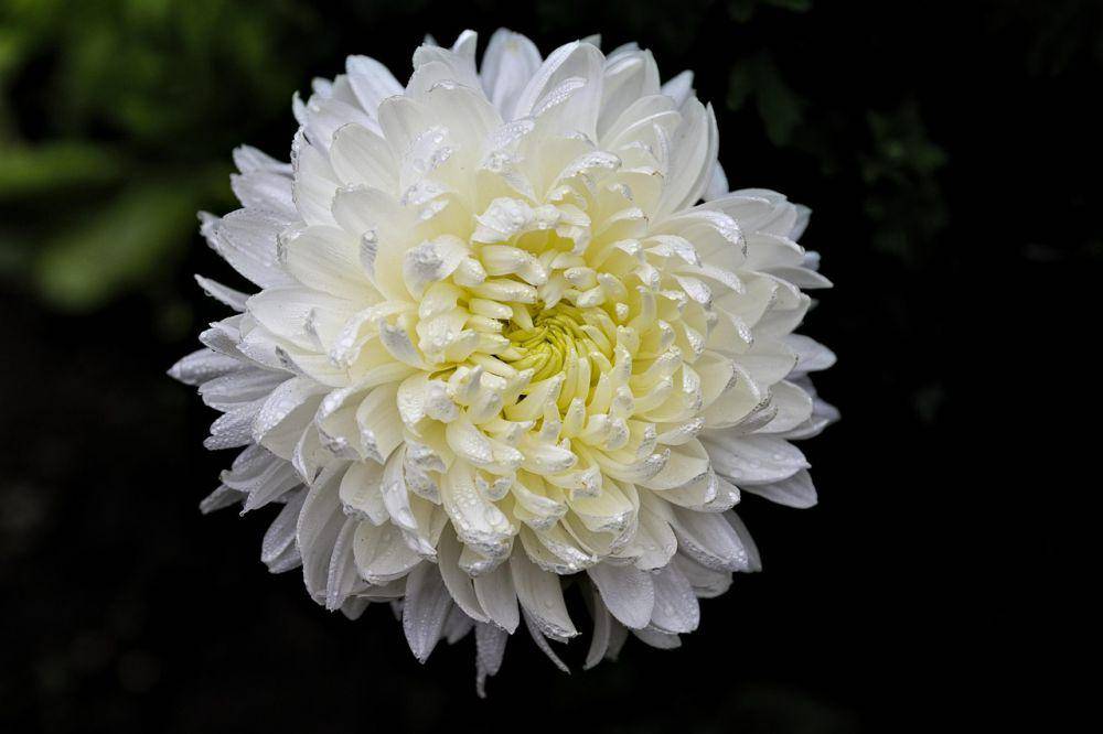 Ilustrasi Bunga Krisan (Chrysanthemum) (pixabay.com/Paweland)