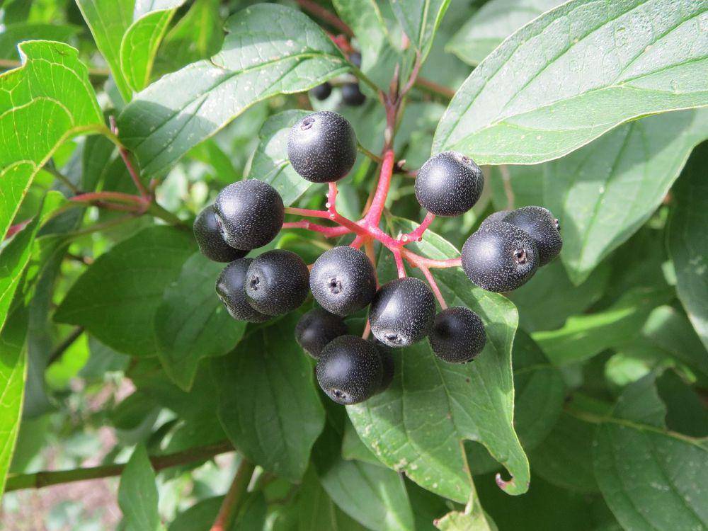 ilustrasi alternate-leaved dogwood (pixabay.com/WikimediaImages)