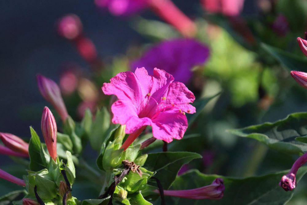Ilustrasi Bunga Pukul Empat (Mirabilis jalapa L.) (pixabay.com/AnnaIlarionova)