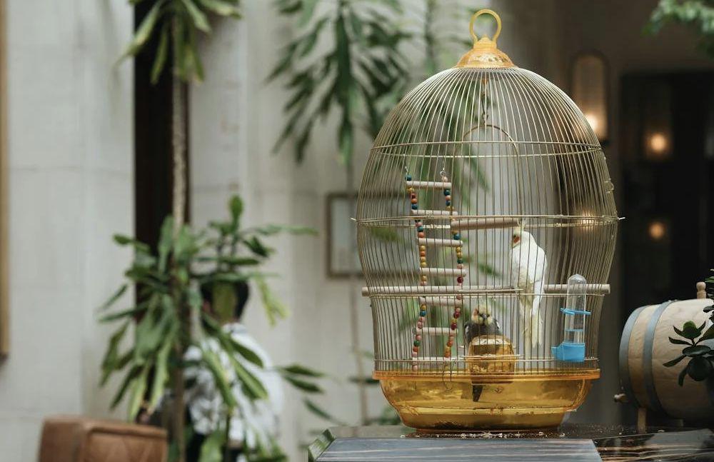 ilustrasi burung peliharaan (pexels.com/Gül Işık)