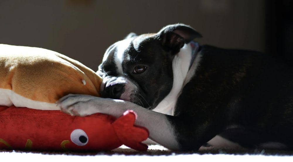 ilustrasi hewan peliharaan (pexels.com/Sean Brannon)