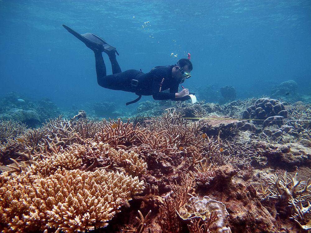 potret Karimunjawa (commons.wikimedia.org/Fakhrizal Setiawan)