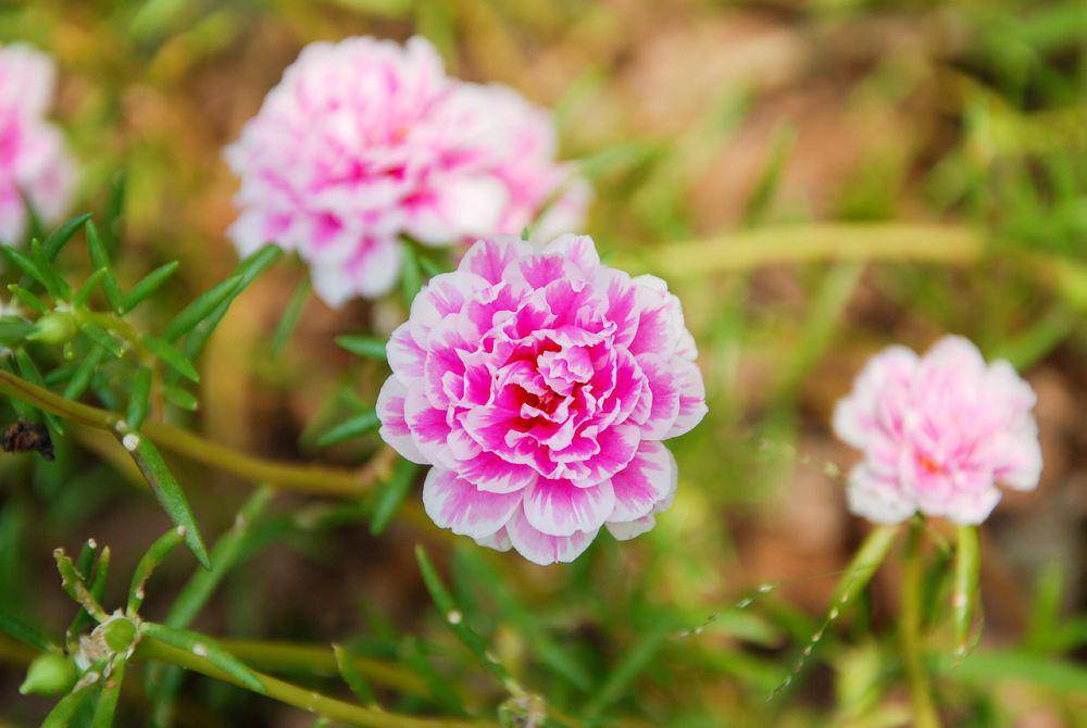 Ilustrasi Bunga Pukul Sembilan Atau Krokot (Portulaca grandiflora)(pixabay.com/Lingovara1102)