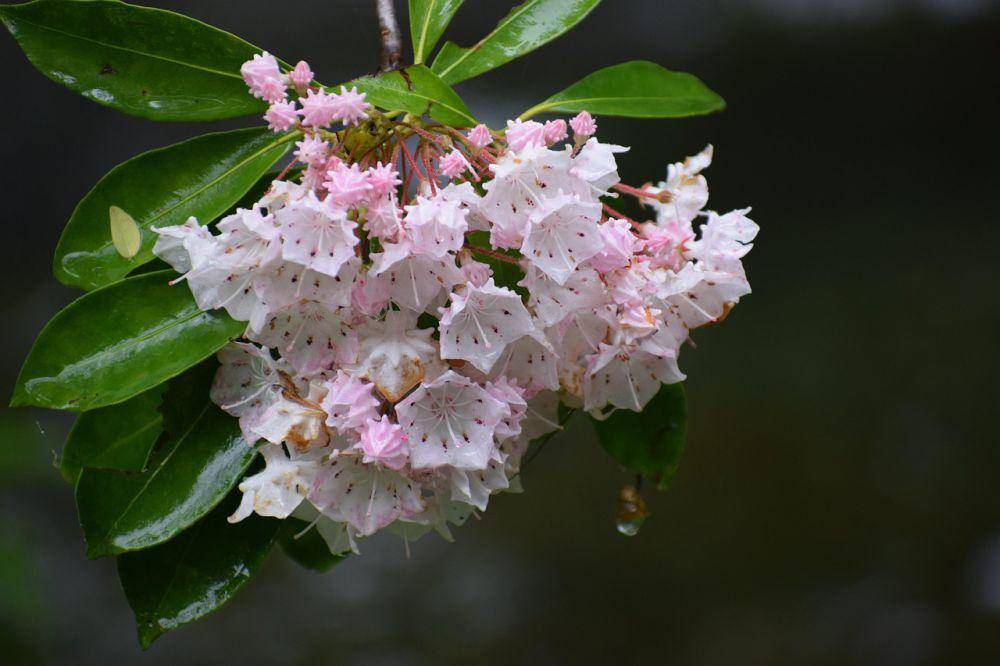 ilustrasi Mountain Laurel  (pixabay.com/dw_enc)
