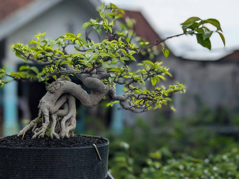ilustrasi tanaman ficus microcarpa