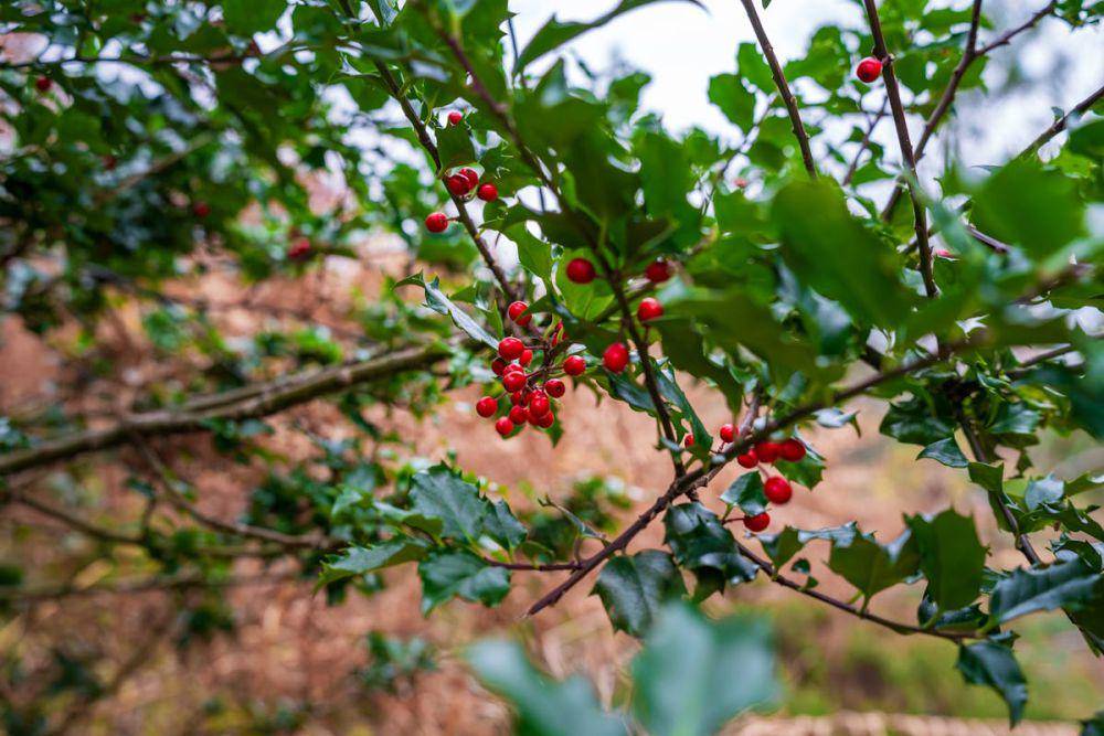 ilustrasi Japanese holly (pexels.com/Michał Robak)