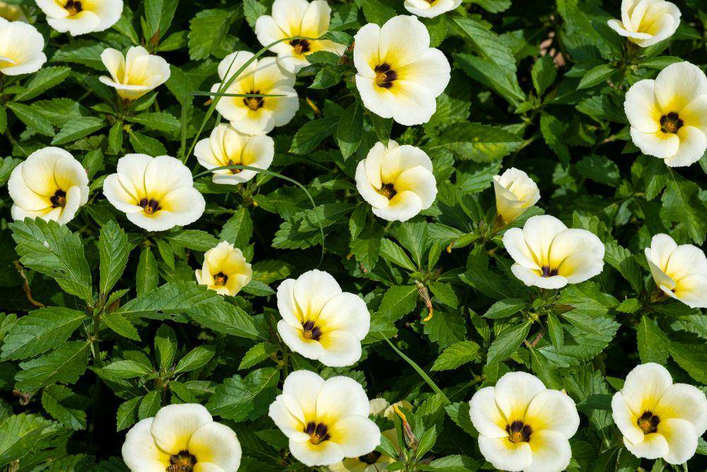 Ilustrasi Bunga Pukul Delapan (Turnera subulata) (pexels.com/Tiểu Bảo Trương)