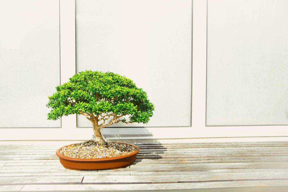 ilustrasi tanaman bonsai (pexels.com/Todd Trapani)