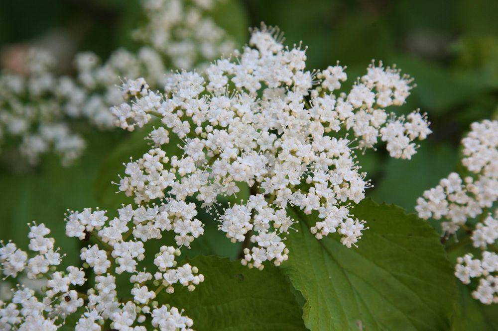ilustrasi arrowwood Viburnum (pixabay.com/manseok_Kim)