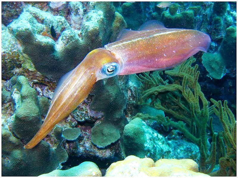 cumi-cumi karang karibia punya kemampuan mengubah warna (commons.wikimedia.org/Dan Hershman)