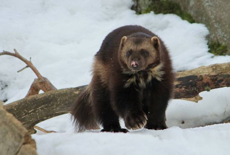 ilustrasi wolverine (commons.wikimedia.org/Uusijani)