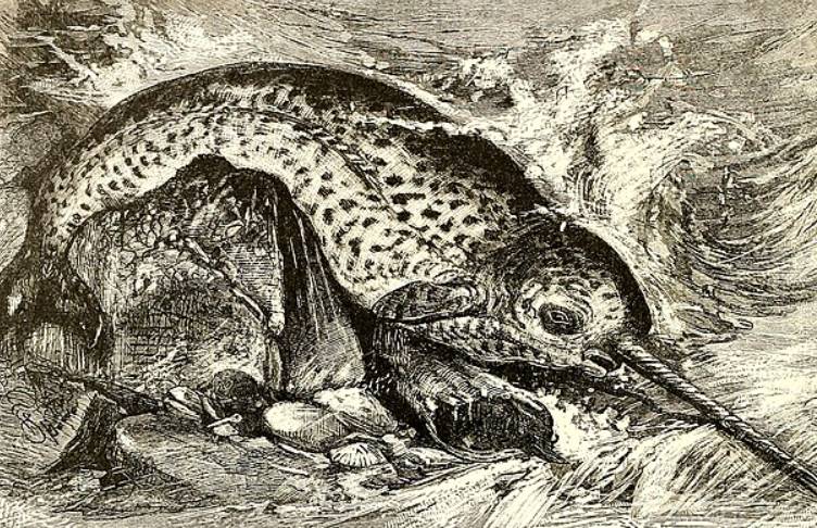 ilustrasi narwhal (commons.wikimedia.org/Internet Archive Book Images)