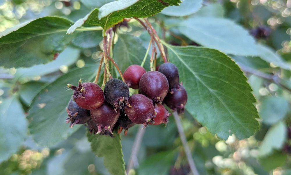 ilustrasi serviceberry (pixabay.com/ghostpotato)